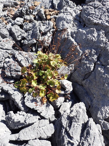 Romanzoffia sitchensis observed 2026-09-06