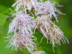 Tamaulipa azurea