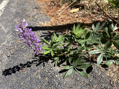 iNaturalist observation photo of Broadleaf Lupine