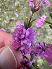 (c) David Thompson, some rights reserved (CC BY) Hypocalymma robustum, photograph (c) David Thompson, some rights reserved (CC BY)