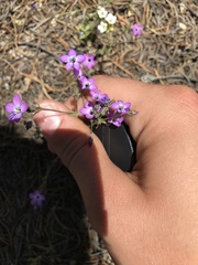 Gilia leptantha purpusii