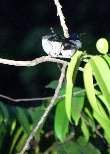 Violet-tailed Sunbird