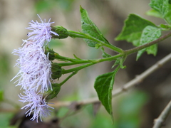 Tamaulipa azurea