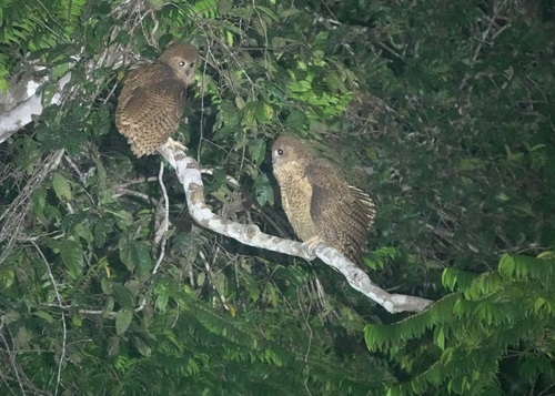 iNaturalist image