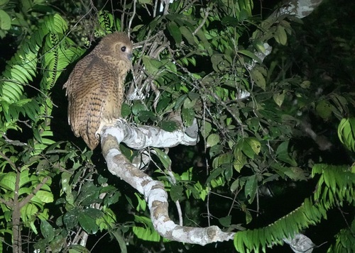 Pel's Fishing-Owl