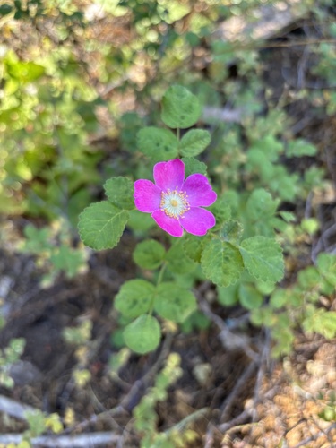 iNaturalist observation photo of Baldhip Rose