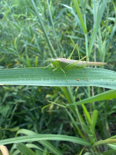 Slender Meadow Katydid