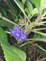 Lobelia physaloides