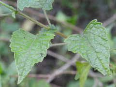 Tamaulipa azurea