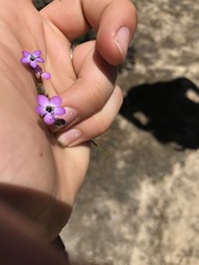 Gilia leptantha purpusii