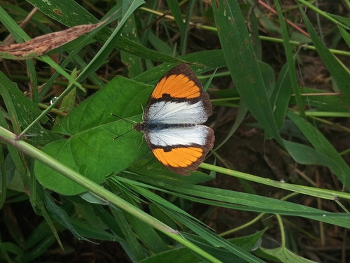 White Orange Tip
