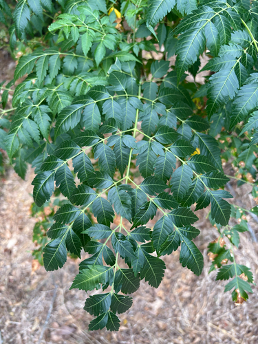 Chinaberry