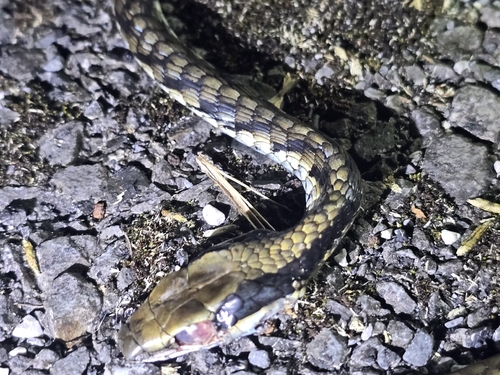 Vietnamese Bronzeback
