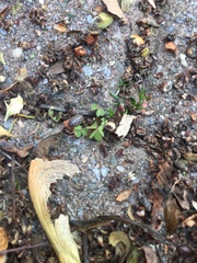 Armadillidium vulgare