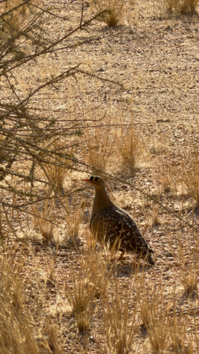 Double-banded Sandgrouse