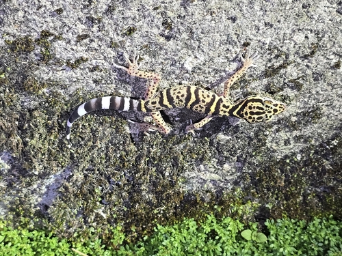 Maolan Leopard Gecko