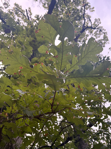 bur oak