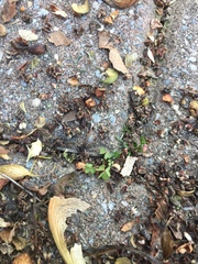 Armadillidium vulgare