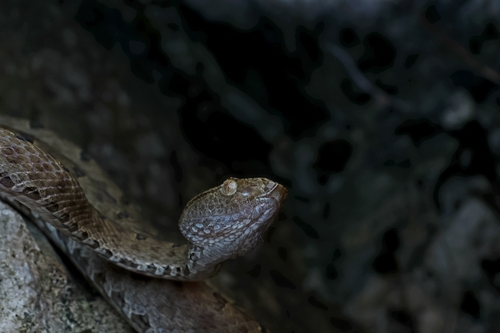 Mao-lan pitviper