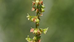 Rumex californicus