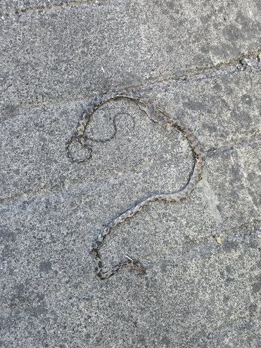 Kelung Cat Snake