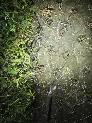 Many-banded Krait