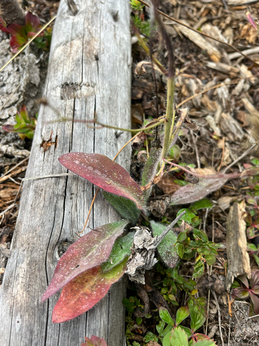 Hieracium albiflorum, photograph 5
