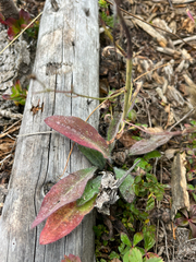 (c) Sean Vanderluit, some rights reserved (CC BY) Hieracium albiflorum, photograph (c) Sean Vanderluit, some rights reserved (CC BY)