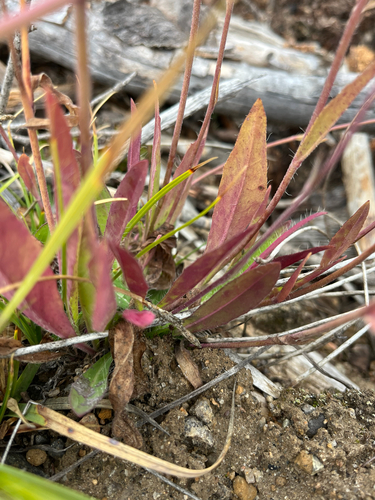 Hieracium albiflorum, photograph 6