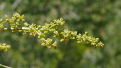 Rumex californicus