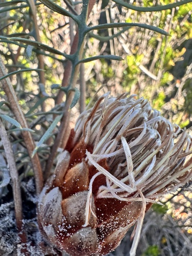 Banksia pteridifolia vernalis