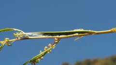 Rumex californicus
