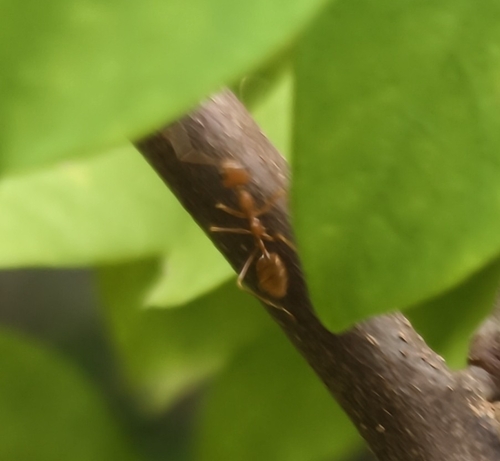 Asian Weaver Ant