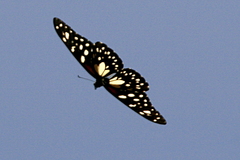 Papilio rex