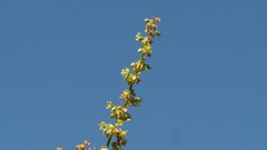 Rumex californicus
