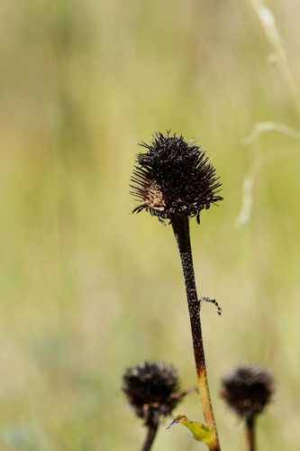 Rudbeckia occidentalis, photograph 4