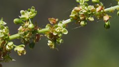 Rumex californicus