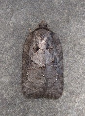 Acleris chalybeana