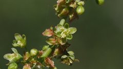 Rumex californicus