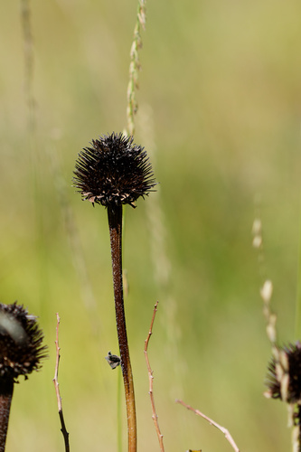 Rudbeckia occidentalis, photograph 3