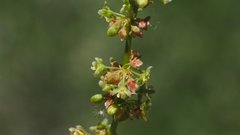Rumex californicus