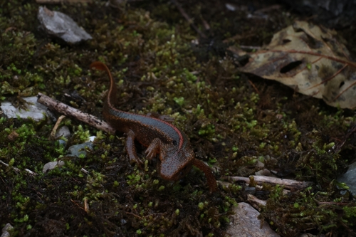 Spot-tailed Warty Newt