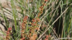 Rumex californicus