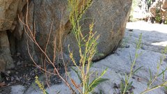 Rumex californicus