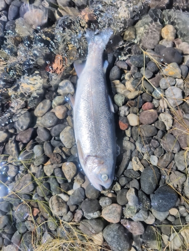 Rainbow Trout