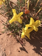 Oenothera lavandulifolia
