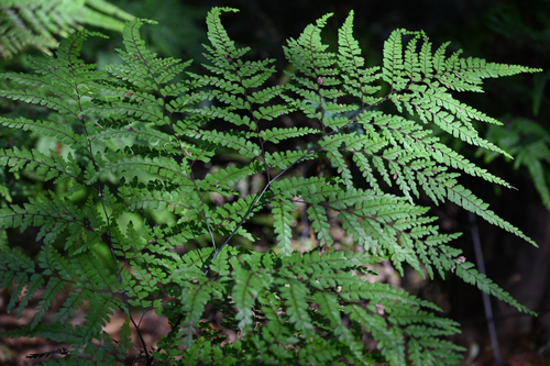 Adiantum formosum, photograph 5
