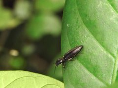 Agriotes fuscicollis