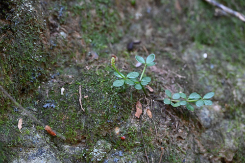 Peperomia tetraphylla, photograph 5