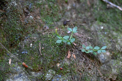 Peperomia tetraphylla, photograph (c) Bryce Watts-Parker, some rights reserved (CC BY)